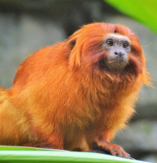 golden-lion-tamarin-1443023-1920-1030x682